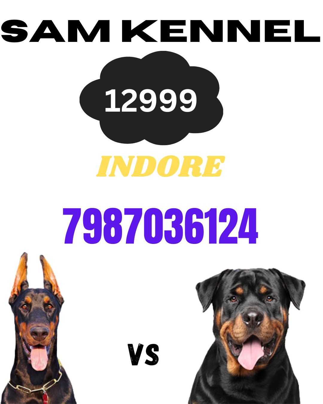 doberman puppies male and female available for sale n indore